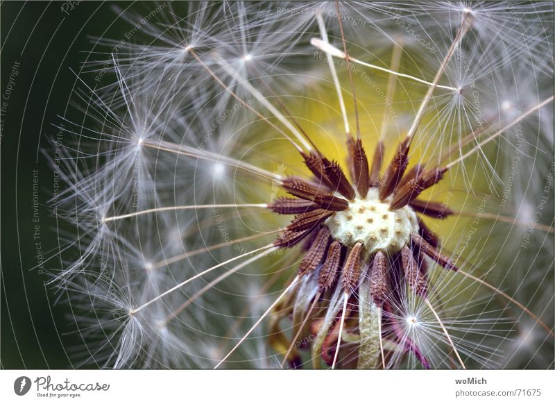 puste Löwenzahn blasen Pflanze Blume Sporen Wiese Sommer Blühend Samen Stempel Wind Nahaufnahme Makroaufnahme