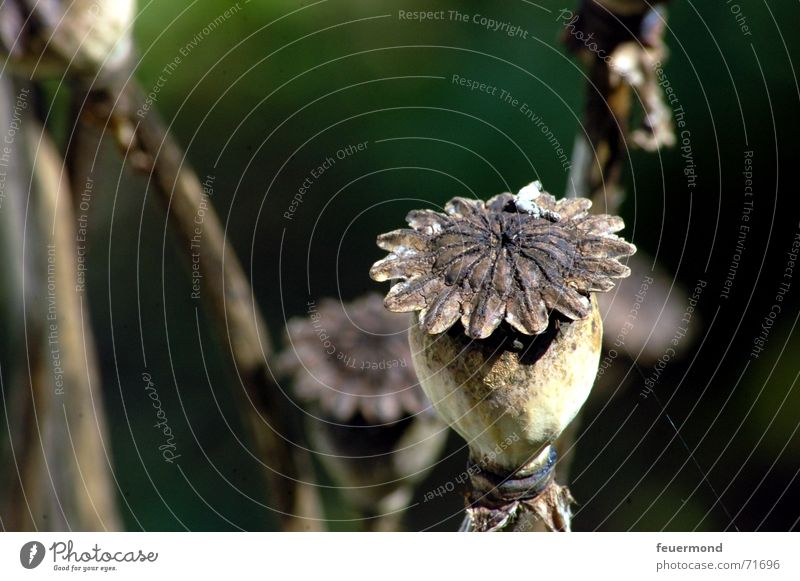 Mohn(i) trocken Herbst braun grün dunkel Garten Pflanze Samen Blütenknospen herbstlich alt Tod Sonne Schatten Stempel seed brown old dead darkly sun shade