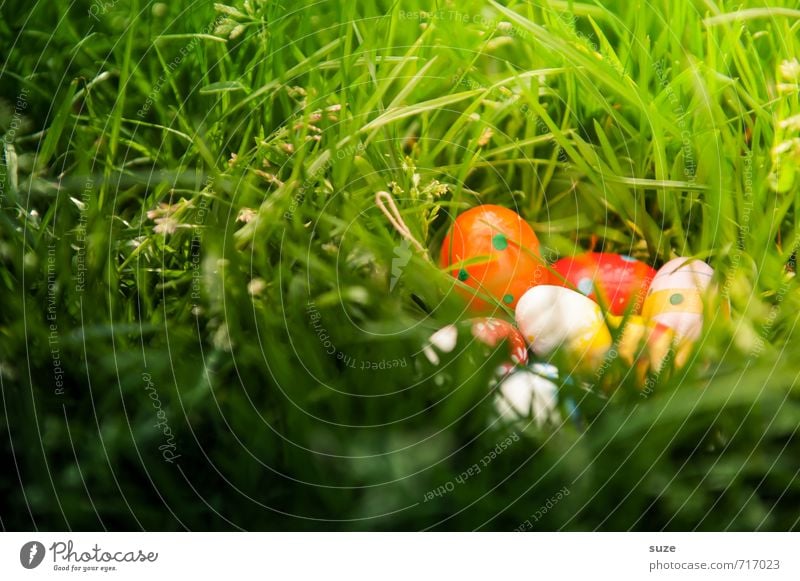 Versteck Glück Garten Feste & Feiern Ostern Kindheit Frühling Wetter Gras Wiese Fröhlichkeit klein natürlich niedlich schön trocken grün Frühlingsgefühle