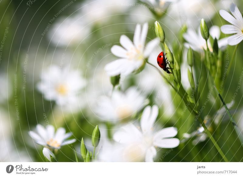 farbklecks Natur Pflanze Tier Frühling Sommer Schönes Wetter Blume Wiese Wildtier Käfer 1 krabbeln natürlich Gelassenheit ruhig Marienkäfer Farbfoto