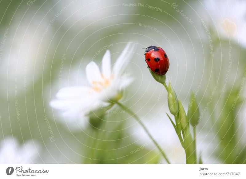 farbfoto Umwelt Natur Pflanze Tier Sonnenlicht Frühling Sommer Schönes Wetter Gras Garten Wiese Wildtier Käfer 1 beobachten ästhetisch grün rot weiß