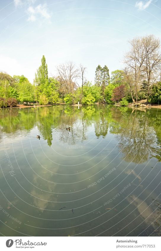 im Teich Umwelt Natur Landschaft Pflanze Luft Wasser Himmel Wolken Frühling Wetter Schönes Wetter Wärme Baum Sträucher Park Wald Seeufer Wien Tier Wildtier Ente