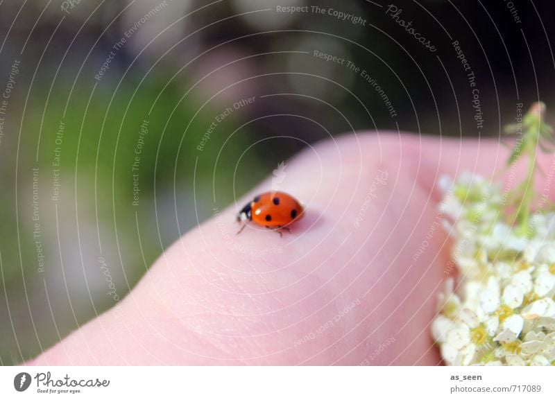 Kleines Glück Zufriedenheit Ausflug Sommer wandern Garten Muttertag Haut Hand Umwelt Natur Pflanze Tier Frühling Klima Blume Blüte Käfer Marienkäfer