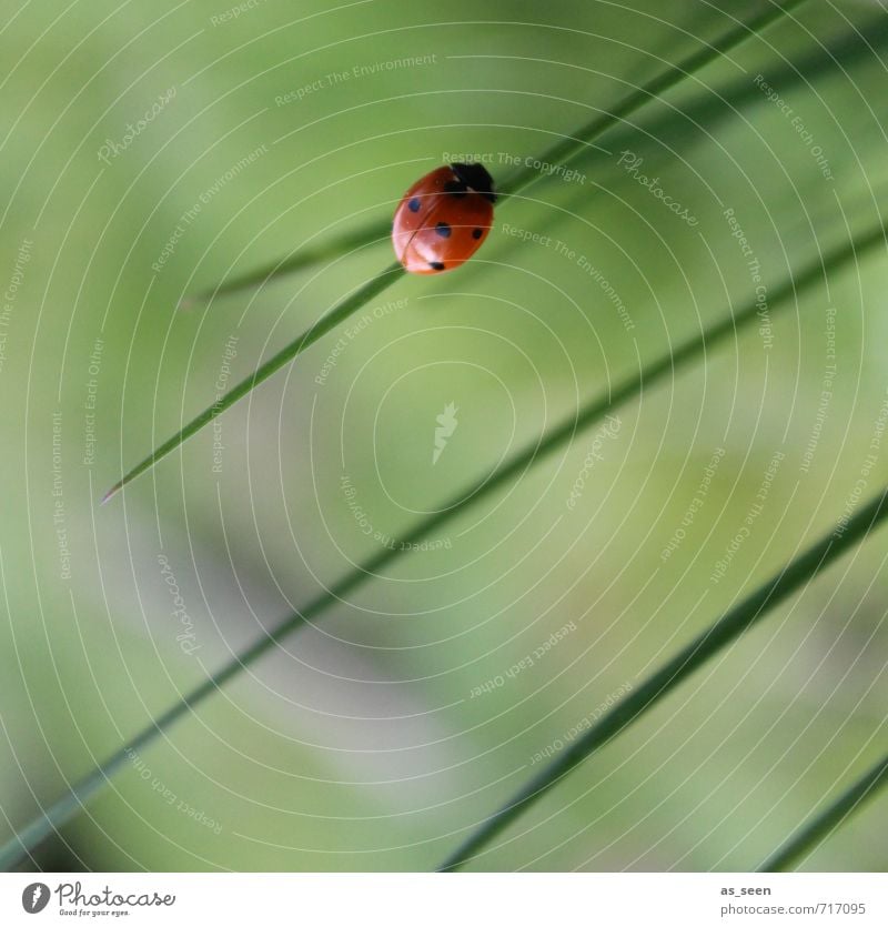 Einfach mal abhängen Glück Gesundheit harmonisch Erholung ruhig Ausflug Garten Umwelt Natur Pflanze Tier Frühling Sommer Klima Grünpflanze Wiese Käfer