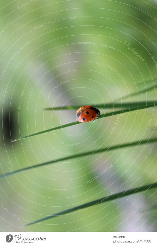 Start ins Grüne Gesundheit Wellness Wohlgefühl Zufriedenheit Ausflug Sommer Garten Muttertag Umwelt Natur Pflanze Tier Frühling Klima Schönes Wetter Gras Käfer