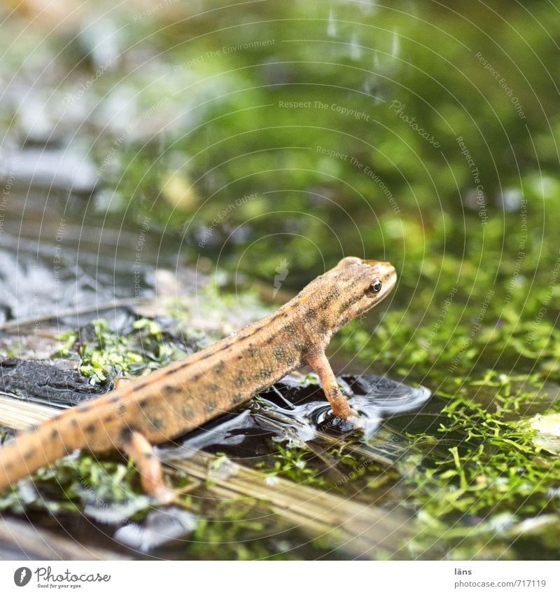 auf und davon Molch Lurch Frosch Amphibie Wasser Teich beobachten