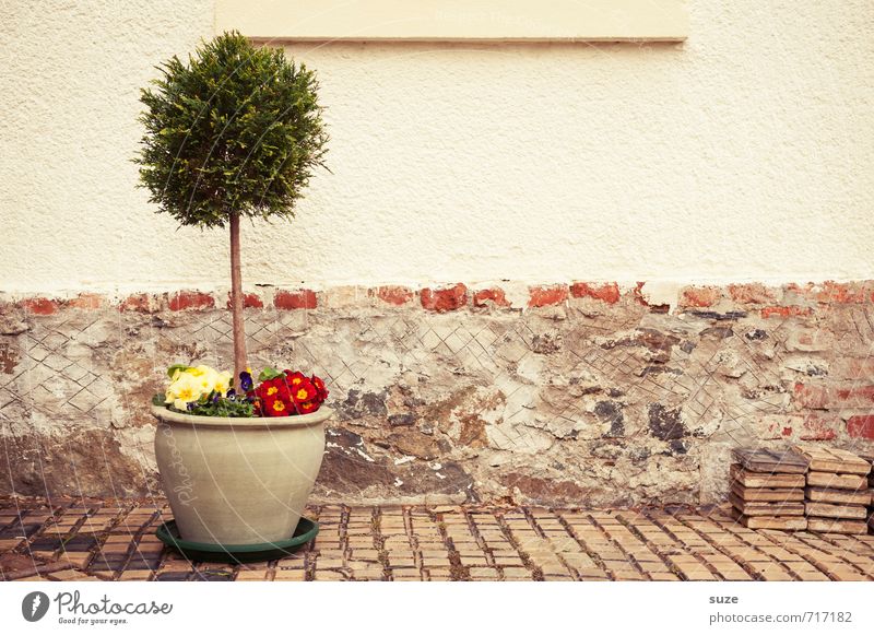 Bodenständig | im Topf Freizeit & Hobby Häusliches Leben Haus Dekoration & Verzierung Frühling Baum Blume Topfpflanze Mauer Wand Fassade Blühend authentisch