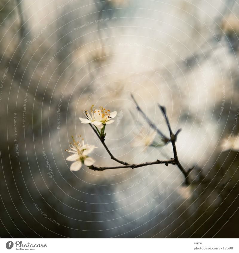 Vorfühler Lifestyle harmonisch Sinnesorgane ruhig Meditation Umwelt Natur Frühling Pflanze Blüte außergewöhnlich fantastisch klein natürlich schön grau weiß