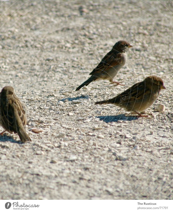 Heute gibt es Spätzle! Spatz Vogel 3 braun grau Trauer Traurigkeit Ablehnung Feder