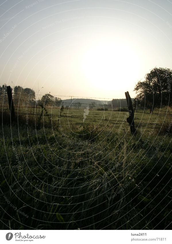 Sonnenaufgang Licht Morgen Tau Wassertropfen Gegenlicht Zaun Wiese Nebel Nebelbank Weide Landschaft