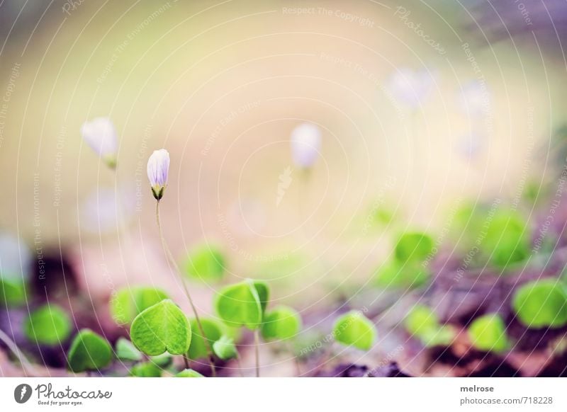 little ones Ausflug wandern Umwelt Natur Pflanze Erde Frühling Blume Moos Blatt Blüte Wildpflanze Klee Kleeblüte Waldboden Blätter Schlucht Bürser Schlucht