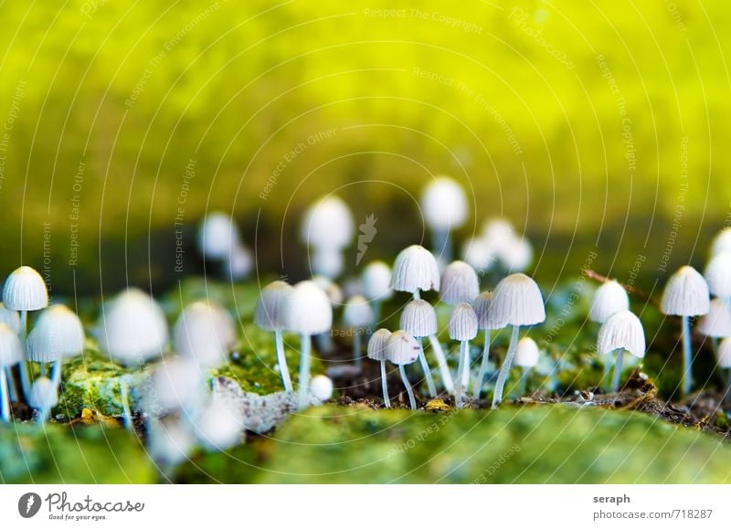 Fungi Pilz Makroaufnahme Sporen Natur herbstlich Pilzhut Menschengruppe Frucht cap Lamelle Pflanze Schwüle Herbst toadstool Wachstum Symbiose natürlich grün