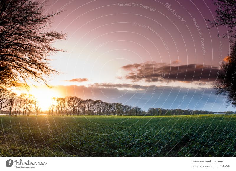 Farbspiel am Abend Natur Landschaft Sonnenaufgang Sonnenuntergang Frühling Schönes Wetter Nutzpflanze Feld Blühend Erholung genießen leuchten Wachstum