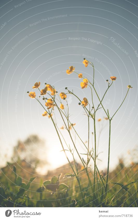 Große Vorfreude Umwelt Natur Pflanze Sonne Sonnenaufgang Sonnenuntergang Sonnenlicht Frühling Schönes Wetter Wärme Blume Gras Blüte Wildpflanze Hahnenfuß Wiese