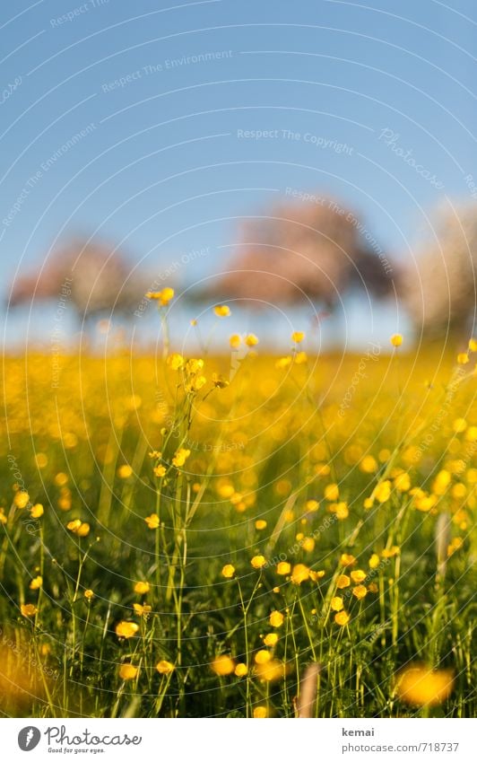 Gelbe Pracht III Umwelt Natur Landschaft Pflanze Himmel Wolkenloser Himmel Sommer Schönes Wetter Wärme Baum Blume Gras Blüte Wildpflanze Hahnenfuß