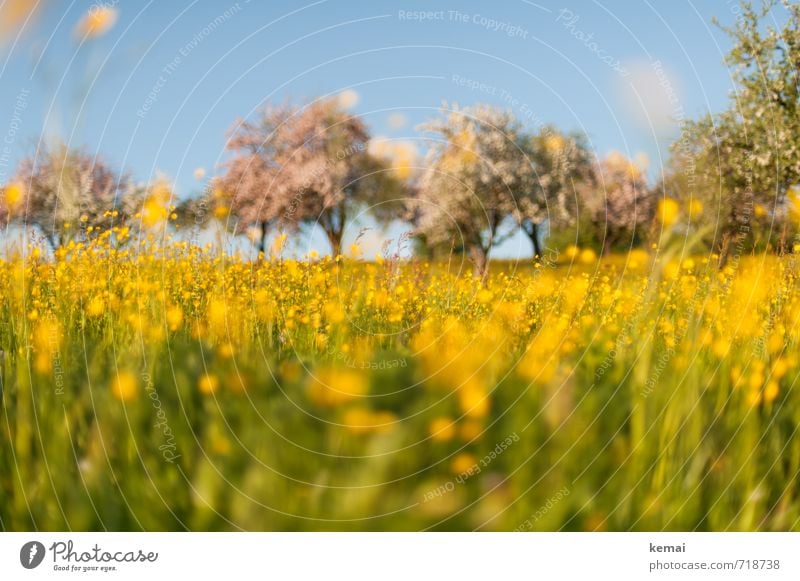 Gelbe Pracht II Umwelt Natur Landschaft Pflanze Himmel Sonnenlicht Frühling Schönes Wetter Baum Blume Gras Blüte Nutzpflanze Wildpflanze Hahnenfuß Obstbaum