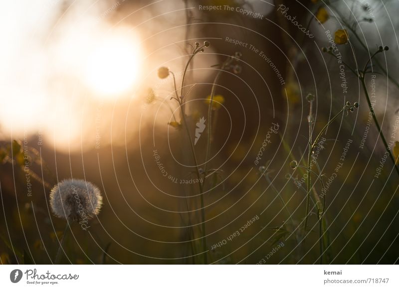 Wo ist der Sommer hin? Umwelt Natur Pflanze Sonnenaufgang Sonnenuntergang Sonnenlicht Schönes Wetter Wärme Gras Grünpflanze Wildpflanze Löwenzahn Hahnenfuß