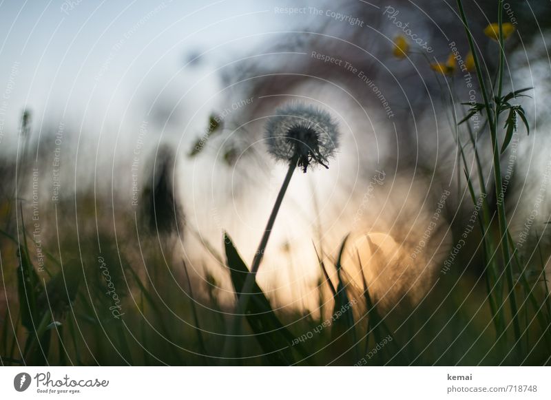 Frühlingwonderland Umwelt Natur Pflanze Sonne Sonnenaufgang Sonnenuntergang Sonnenlicht Schönes Wetter Gras Löwenzahn Hahnenfuß Wiese Blühend Wachstum dunkel