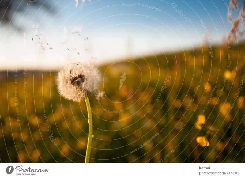 Seid fruchtbar und vermehret euch Umwelt Natur Landschaft Pflanze Wolkenloser Himmel Sonnenlicht Frühling Schönes Wetter Blume Blüte Grünpflanze Löwenzahn