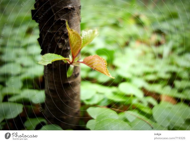 immer wieder neu Natur Pflanze Frühling Baum Blatt Blattknospe Buchenblatt Bodendecker Wachstum frisch klein natürlich braun grün rein Wandel & Veränderung