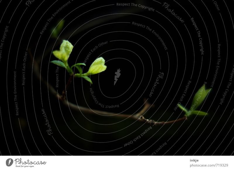 komm ins Licht Natur Frühling Pflanze Baum Blatt Grünpflanze Wildpflanze Blattknospe Zweig Wachstum dunkel frisch klein lang natürlich saftig braun grün schwarz