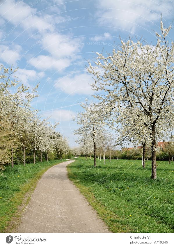 Frühlingsweg Umwelt Natur Landschaft Pflanze Schönes Wetter Baum Gras Park Wege & Pfade Duft Ferne Freundlichkeit frisch hell lang schön blau grün weiß Stimmung