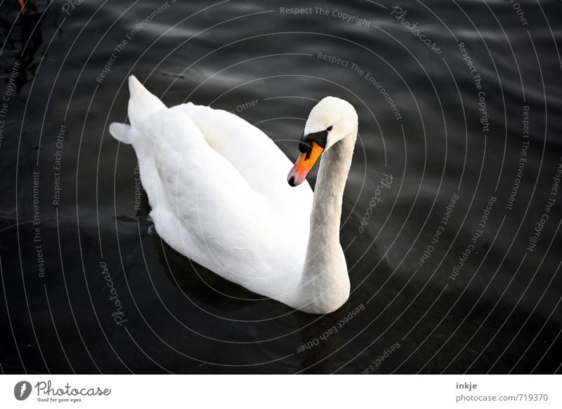 Heute mache ich drei Kreuze im Kalender Wasser Tier Wildtier Schwan 1 Blick Schwimmen & Baden elegant schön natürlich Sauberkeit schwarz weiß einzigartig Idylle