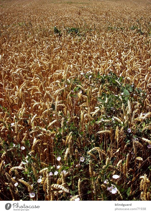 Ökoweizen Weizen Sommer Physik Schweiß Kaugummi Feld Horizont Ähren Arbeit & Erwerbstätigkeit Arbeitsgeräte Weizenbier Baum Subvention Zerstörung Aussaat