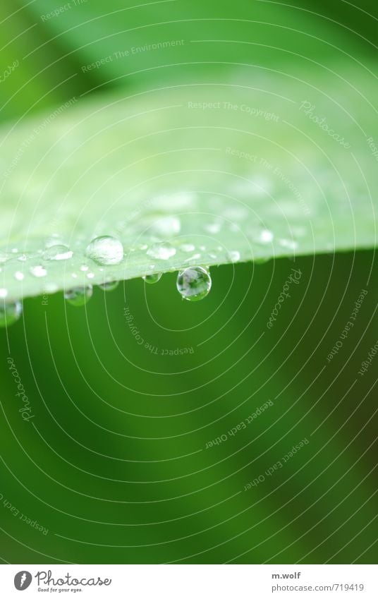 Ein steter Tropfen... Umwelt Natur Pflanze Wasser Wassertropfen Frühling Regen Sträucher Blatt Grünpflanze Garten nass natürlich rund schön grün Vorsicht