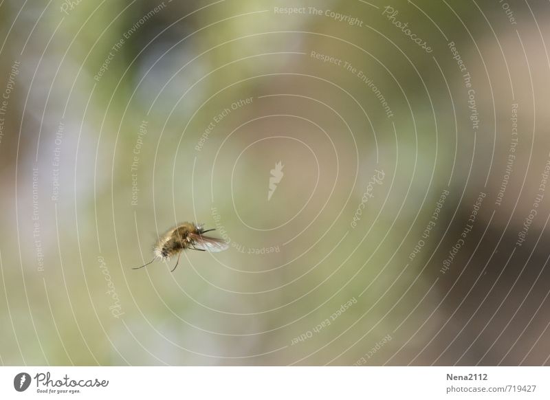 Flying around Umwelt Natur Tier Luft Frühling Sommer Schönes Wetter Garten Park Wiese Feld Biene Flügel 1 fliegen frei hoch klein Farbfoto Außenaufnahme