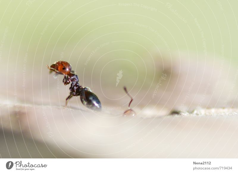 Décrassage matinal Umwelt Natur Tier Luft Frühling Sommer Schönes Wetter Garten Park Feld Wald 2 Arbeit & Erwerbstätigkeit hängen sitzen Sport klein Ameise