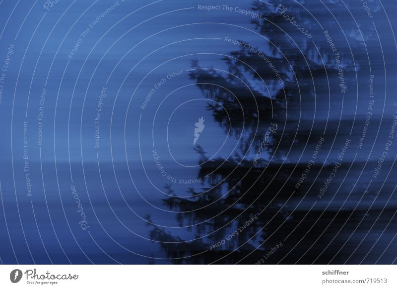 Horrorbaum Umwelt Natur Nachthimmel schlechtes Wetter Pflanze Baum dunkel blau schwarz Horrorfilm gruselig unheimlich Teleportation Geschwindigkeit schnelllebig