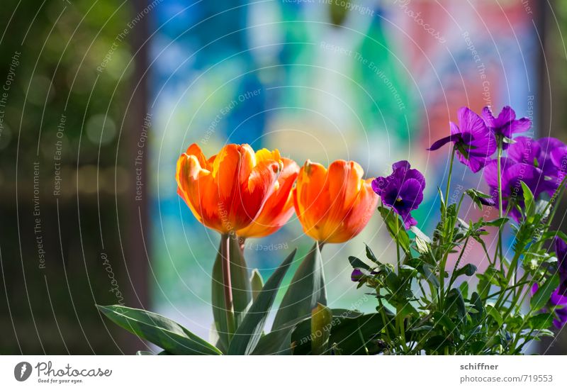 Tarnung ist das halbe Leben... Pflanze Sonnenlicht Schönes Wetter Blume Tulpe Blatt Blüte Topfpflanze Garten Park gelb violett orange rot Frühlingsgefühle