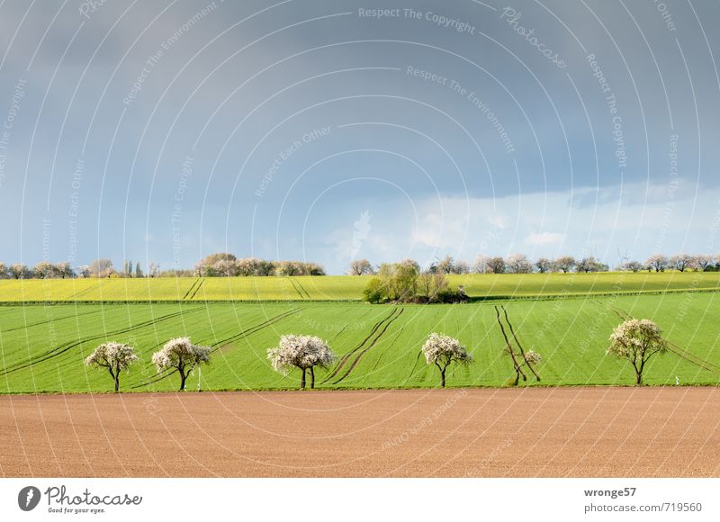 Frühling in der Börde Umwelt Landschaft Pflanze Erde Himmel Wolken Gewitterwolken Horizont Baum Nutzpflanze Obstbaum Getreidefeld Rapsfeld Feld natürlich braun