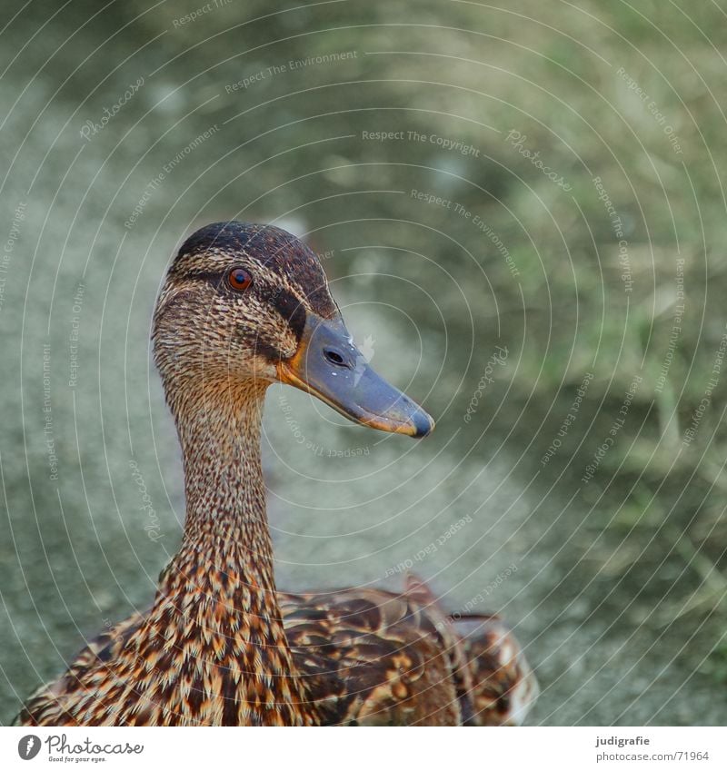 Stockente Vogel Feder braun Muster Ente Hals Auge Blick Flügel sanft