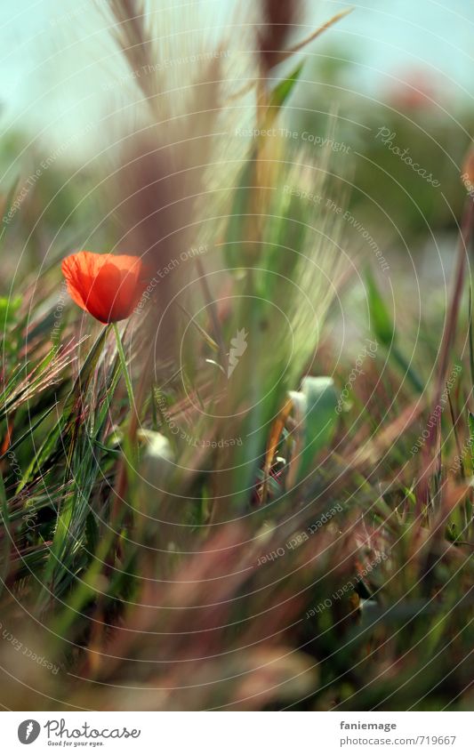 coquelicot Umwelt Natur Pflanze Blume Gras Blüte Garten Park Wiese Menschenleer schön blau braun grün rot Mohn Mohnblüte Mohnfeld mittig unscharf verstecken