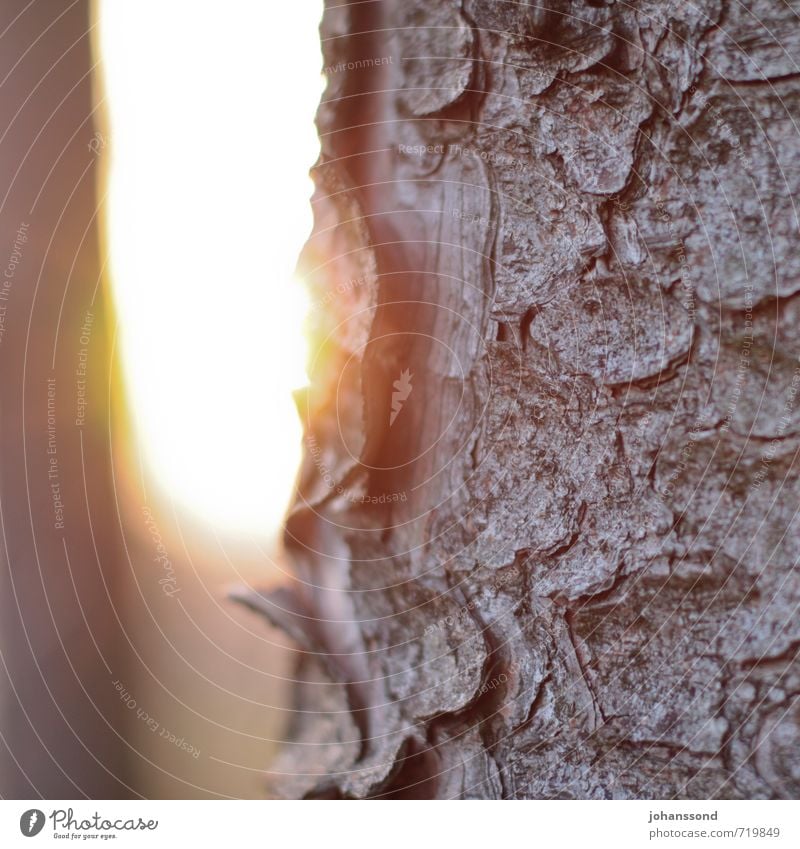 Baumstamm im Gegenlicht Natur Sonne Sonnenaufgang Sonnenuntergang Winter Baumrinde Wald Licht träumen Freundlichkeit Wärme wild braun gelb Stimmung Kraft Schutz