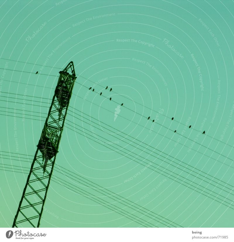 ganz schön rechtslastig hier Zugvogel Herbst Winter Versammlung Zufriedenheit Knick umfallen Elektrizität Energie Vogel Hochspannungsleitung Kabel Strommast