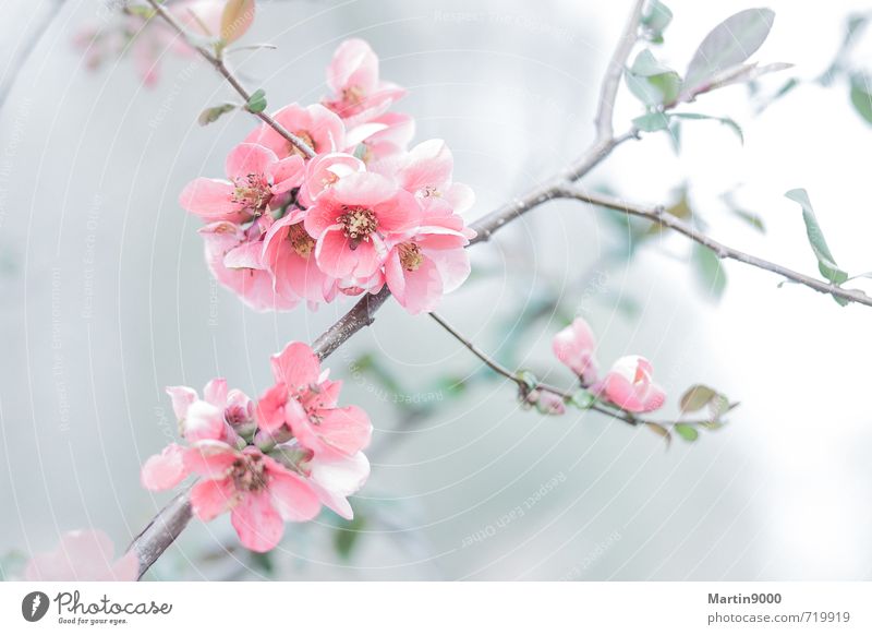 Chaenomeles speciosa Natur Frühling Pflanze Sträucher Rose Blüte Wildpflanze Garten Park Freundlichkeit Fröhlichkeit frisch grau rosa rot Glück Farbfoto