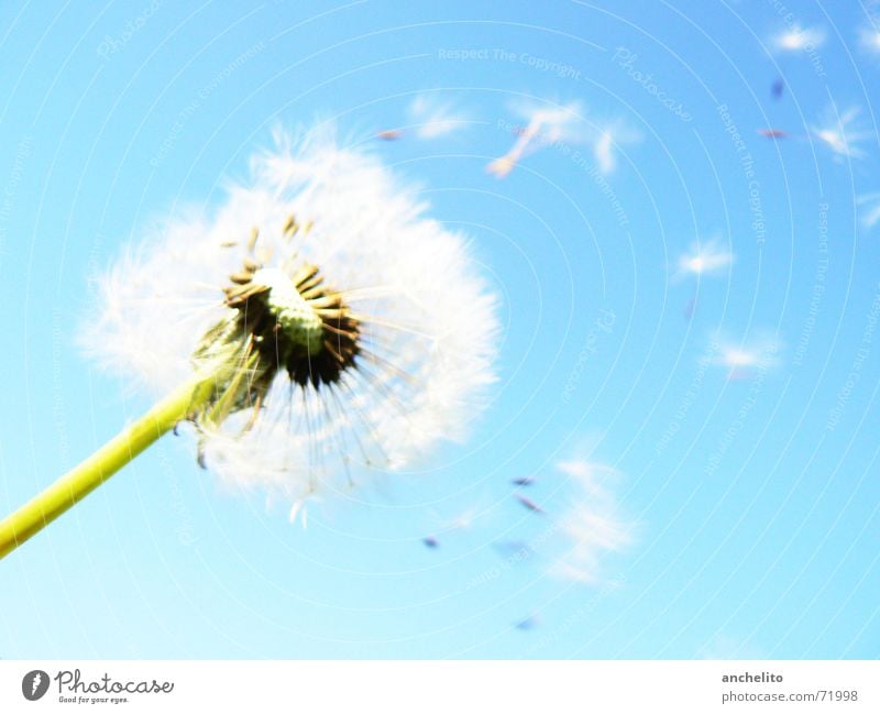 The Answer, My Friend, Is Still Blowing In The Wind Löwenzahn Blume Natur grün weiß Himmel Blauer Himmel Klarer Himmel Flocke Blüte ruhig Sommer Sonne