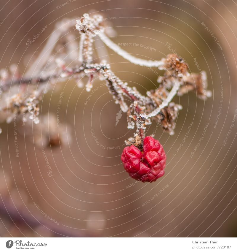 Bärig Gesundheit Gesunde Ernährung Wohlgefühl Zufriedenheit Meditation Ferien & Urlaub & Reisen Winter Umwelt Natur Pflanze Wassertropfen Eis Frost Schnee