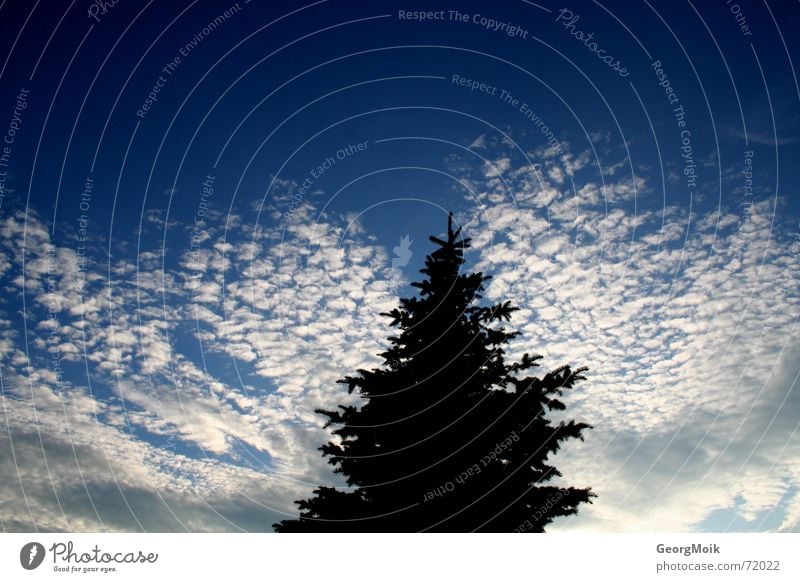 Invasion of Cirrocumulus Himmel Wolken Altokumulus floccus weiß schwarz Tanne Weihnachtsbaum Fichte Silhouette sky clouds kleine schäfchenwolken blau blue white