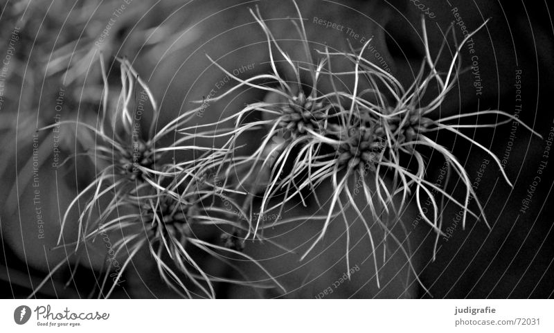 Natur Baum Sträucher Blüte Pflanze Botanik weich zart fein filigran schwarz weiß Schwarzweißfoto Sommer Trieb Beleuchtung Stern (Symbol) Spitze ich weiß nicht