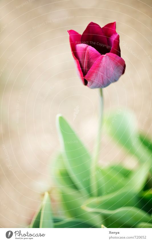 Tulpig Umwelt Natur Pflanze Blume Tulpe Blatt Blüte Blühend ästhetisch braun grün rot Frühling Frühlingsblume besinnlich Tulpenblüte Außenaufnahme Menschenleer