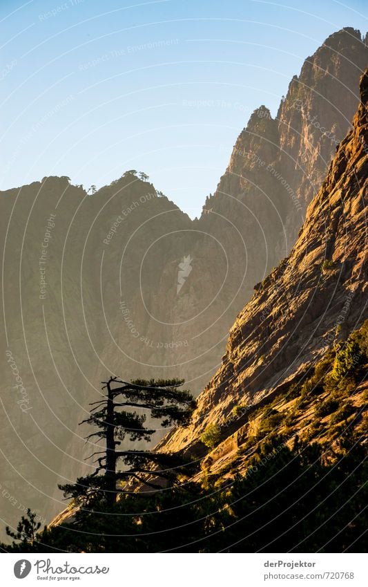 Sonne, die auf Zeder fällt Ferien & Urlaub & Reisen Tourismus Ausflug Abenteuer Ferne Freiheit Expedition Sommer Sommerurlaub Berge u. Gebirge wandern Umwelt