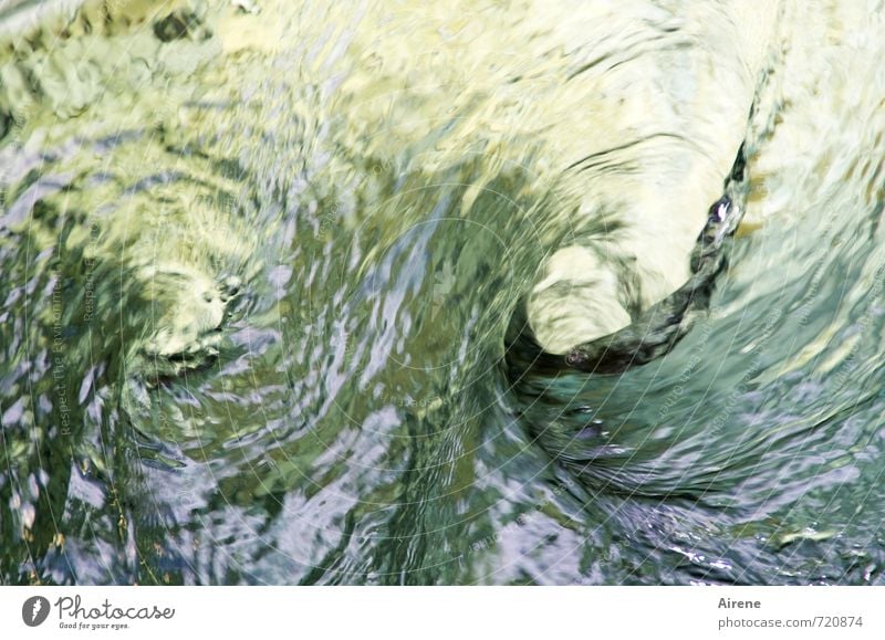 Zwirbel Wirbel Strudel Wasser Wasserwirbel Bach Fluss Urelemente Spirale Kreis drehen außergewöhnlich Flüssigkeit nass gold grün Abenteuer Sog Urgewalt Kraft