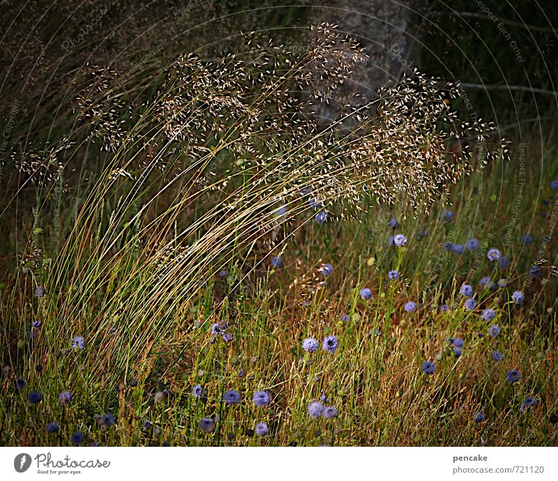 seid fruchtbar und mehret euch Natur Urelemente Erde Sommer Herbst Blume Gras Sträucher Wiese Wald Zeichen Zufriedenheit nachhaltig Wachstum Samen Lebenslauf