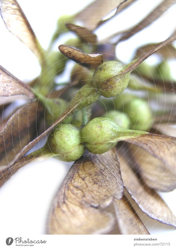 Warten auf Westwind Samen Ahornzweig Baum Pflanze Aussaat leicht Naturgesetz Umwelt Makroaufnahme Nahaufnahme Herbst pflanzenreich fliegen naturnotwendigkeit