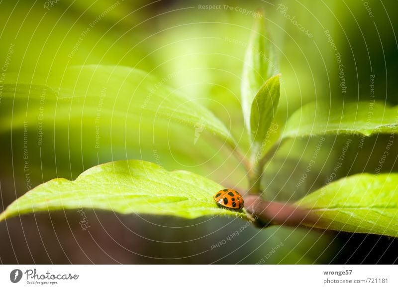 Käfers Welt Pflanze Frühling Sträucher Blatt Tier Wildtier Marienkäfer Siebenpunkt-Marienkäfer 1 klein nah grün rot schwarz winzig Makroaufnahme Blattgrün