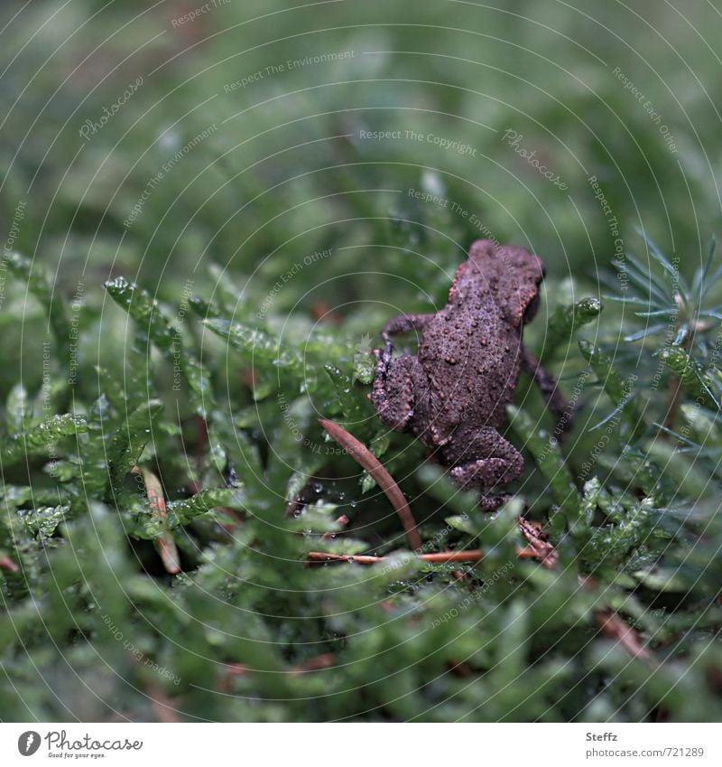 ist mir wurscht Frosch Unlust Hinterteil Ablehnung Gleichgültigkeit abweisen Verweigerer verweigern verlassen Verweigerung ablehnen abweisend gleichgültig